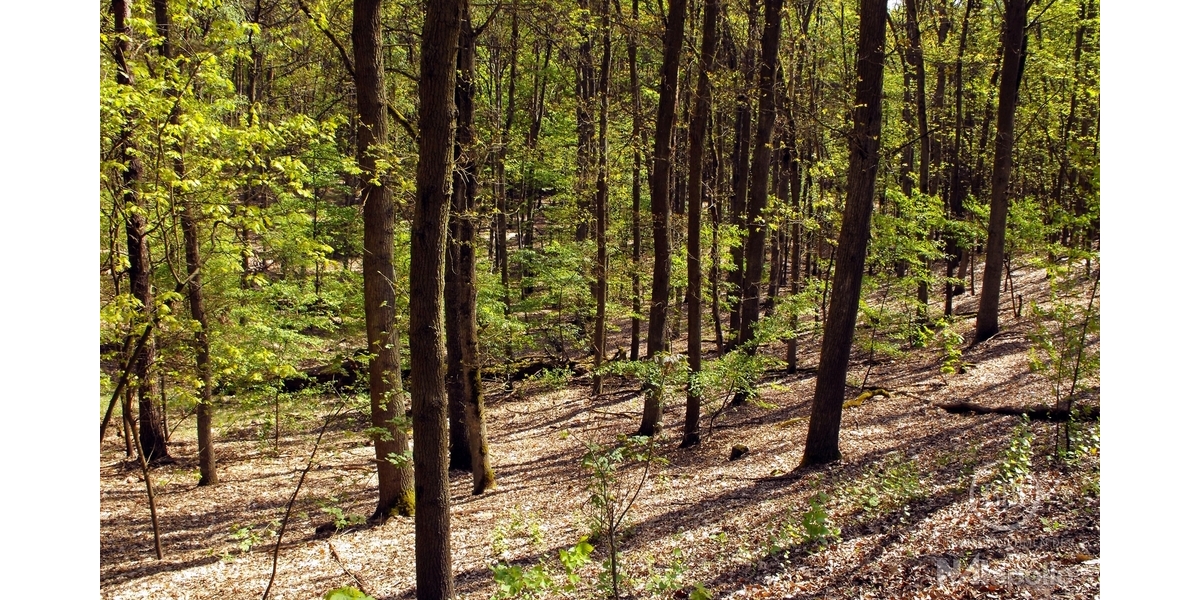 Grunewald 